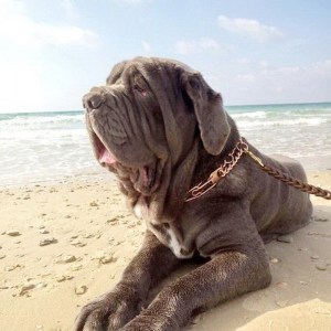 Строгий ошейник «Training Obedience» Sprenger из курогана для неаполитанского мастифа